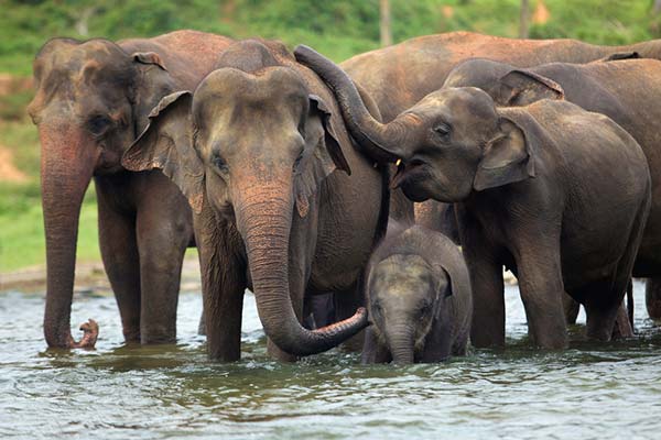 family group of elephants in a river in pench national park in india