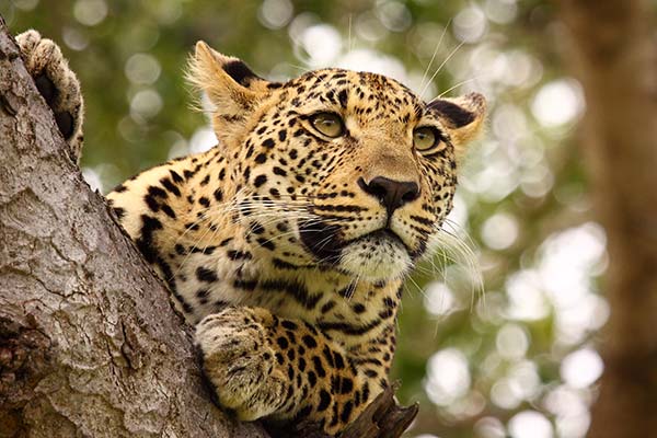 Leopard, Kanha National Park - India leopard sat in a tree in kanha national park in india