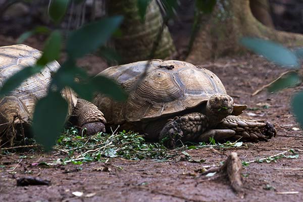 Turtles at Bandhavgarh Tiger Reserve, India turtles sitting in the mud in the forest at banhavgarh tiger reserve national park in india