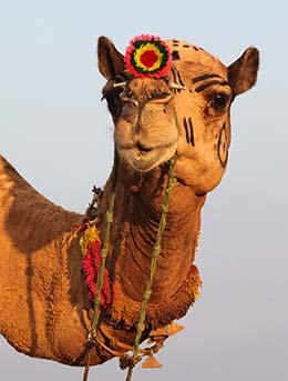 best time to visit india for the pushkar camel fair in india