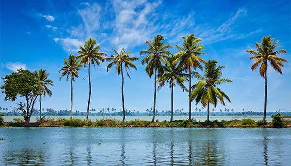 clear water lined with palm trees and a clear blue sky along the back water canals in kerala india