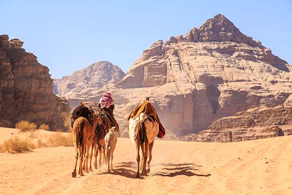 camel hiking in the jordan desert wadi rum