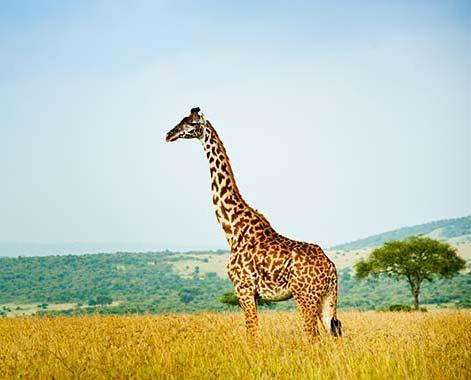 giraffe in the maasai mara safari kenya