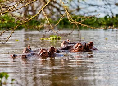 hippos bathing in the lake at naivasha on a tour of kenya
