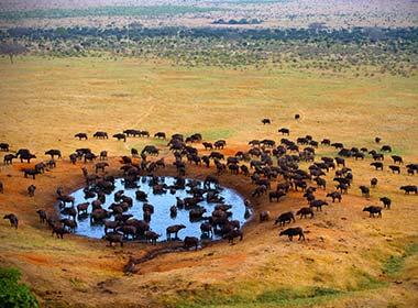 herds of wildebeeste meeting at a watering hole on the maasai mara safari