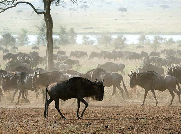 Best time for visiting the Masai Mara best time to visit the Masai Mara in Kenya the great migration