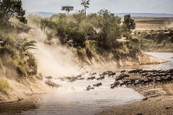 Best time for spotting wildlife in Colombia best time for a safari in kenya to see the wgreat migration