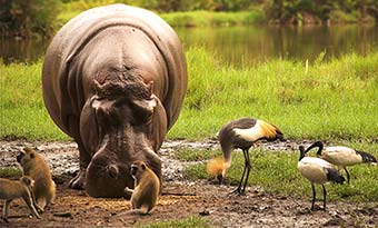 Travel Guide for Kenya hippo drinking at a river with birds on a safari in kenya
