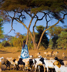 Traditional farmer and goat herder in Kenya goat herder in kenya planes