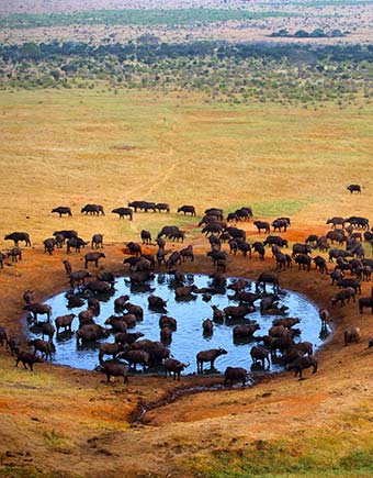 Maasai Mara, Kenya wildebeest migration in Maasai Mara Kenya