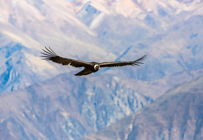 Colca Canyon An Andean condor flying over the Colca Canyon
