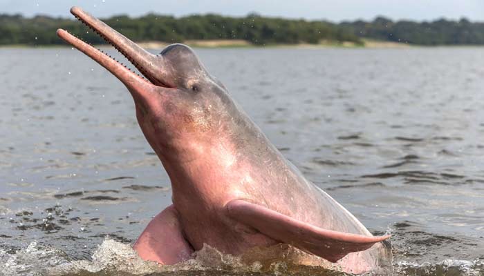 Amazon River Dolphin jumping out of the river Amazon River Dolphin, explore peru, discover peru, see wildlife in peru, spot wild animals in peru