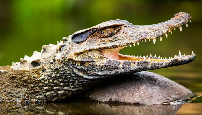 Spot caiman on a group tour in the Amazon Jungle Caiman are found in the amazon jungle, spot wild animals in peru in the amazon jungle, caiman found by tourist