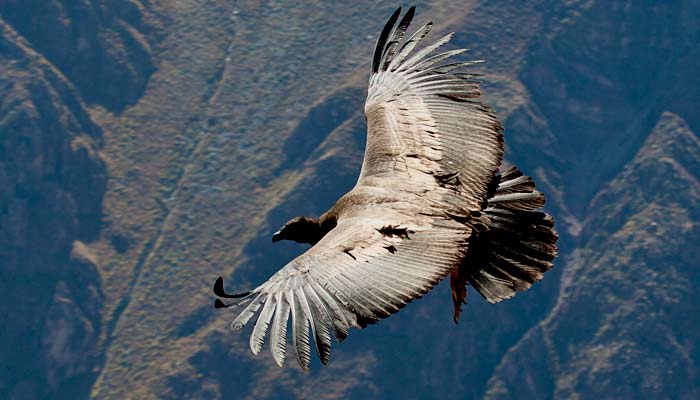 Spot wild condors at Colca Canyon on a group tour Andes mountain hold amazing condors, spot large birds in peru, spot wildlife on a group tour in peru