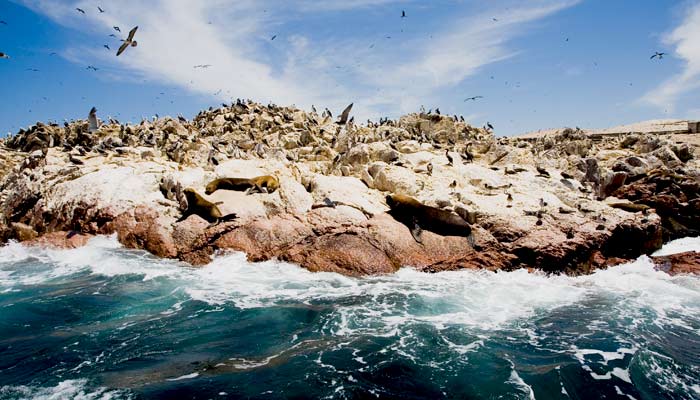 The Ballestas island are a great place to view wildlife spot wildlife on a group tour in peru, see wild animals on a adventure tour, explore peru