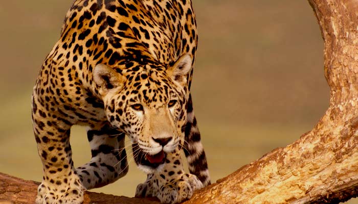Peru's Amazon Jungle is the home to the Jaguar wilife spotting in peru, see the amazing jaguar on a group tour in the amazon jungle