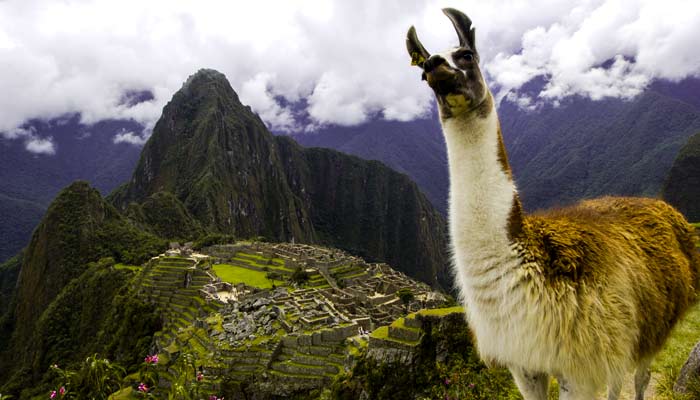 See alapaca's and llama's when exploring Peru on an adventure tour llama and alpaca are found all over peru, visit peru and see wildlife, see wild llamas, visit peru to see wildlife