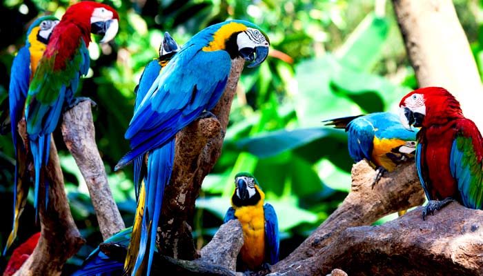 Adventure traveller spots a group of Macaw Parrots The amazon jungle holds lots of wildlife including macaw, wild birds, spot macaw on a group tour