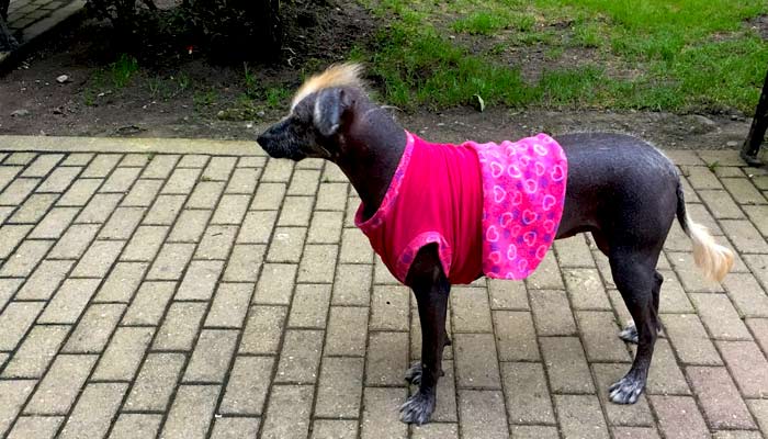 Peruvian hairless dog, found in Cusco Peruvian hairless dog, wild dogs in peru, spot animals in peru on tour
