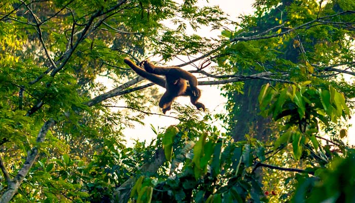 Yellow-tailed Woolly Monkey leaps from tree to tree Group tour in Peru spots a monkey, animals group tour in the amazon jungle, peru advneture group tour