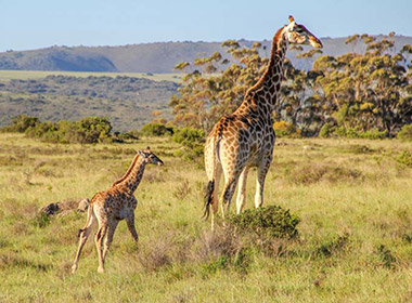baby giraffe and mother spotted on safari in south africa Baby giraffe and its mother spotted on safari in south africa