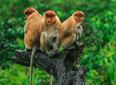 three proboscis monkeys sitting on tree in borneo three proboscis monkeys sitting on tree in borneo