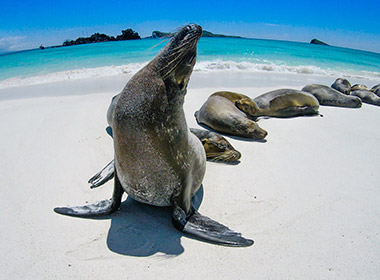 beautiful beach and wildlife on an island in the galapagos honeymoons to the galapagos islands