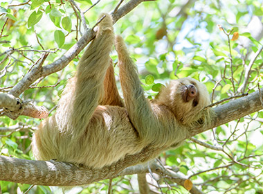 sloth hanging in tree in manuel antonio national park costa rica honeymoons