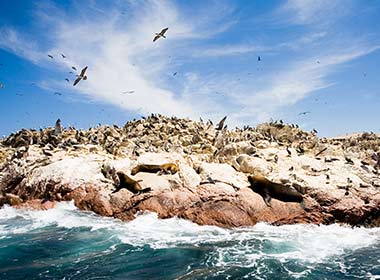 Spot amazoing wildlife at Ballestas Islands National Park, National Reserve, Marine National Reserve, wildlife peru, holiday trip in peru