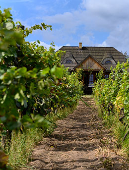 Zielona Gora Wine Festival Zielona gora wine festival in poland