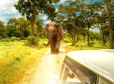 Yala National Park, discover elephants and more wildlife sri lanka holiday_vacation trip to visit Yala National Park_safari_Wildlife_Scenic_wildlife adventure trip