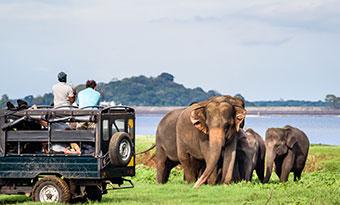 Elephants sighting whilst on safari in minneriya national park