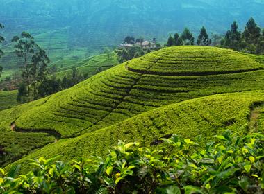 tea country hills of central Sri Lanka, Tea Plantations, Colonial City, Hiking, travel by train