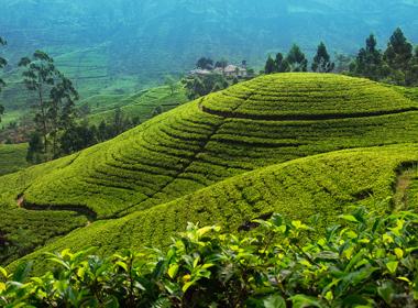 Tea plantations in Nuwara Eliya, Sri Lanka tea country hills of central Sri Lanka, Tea Plantations, Colonial City, Hiking, travel by train