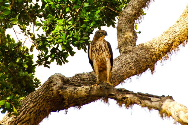 Wildlife seeking tourist spots a crested hawk eagle in the tree tops Sinharaja Forest Reserve