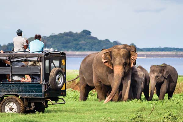 Travel group tourists on a Safari in Minneriya National Park spot a family herd of elephants