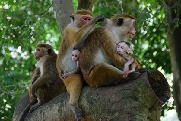 Tourists spot wildlife in Wasgamuwa national park, a family of toque macaque monkeys in the tree tops