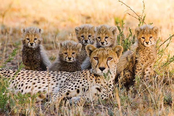 Best time for a safari in Tanzania group of cheetahs in serengeti tanzania