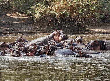 group of hippos in river at katavi tanzania