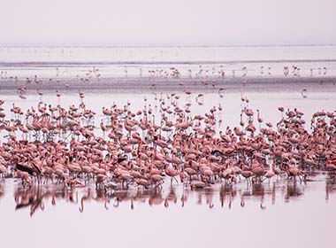 flock of pink flamingos at lake manyara national park one of the best places to visit in tanzania