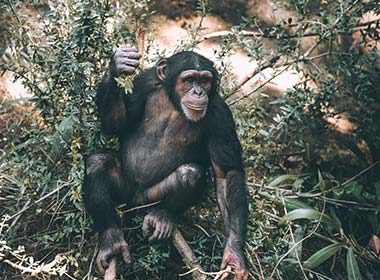 chimpanzee in the jungle at mahale mountains one of the best places to visit in Tanzania