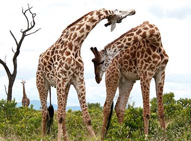 two giraffe in the grass at ruaha national park tanzania