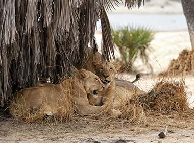 two lions sitting under a tree in desert at the selous game reserve in Tanzania