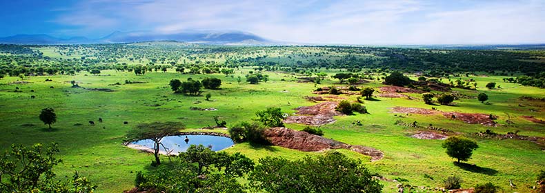 grasslands and trees view of serengeti tanzania