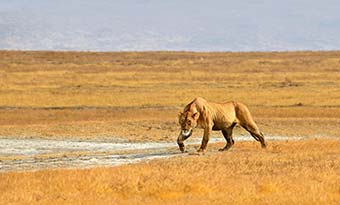 Tanzania Travel Advice travel advice for tanzania safari searching for lions