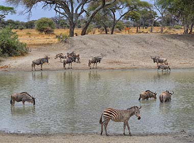zebra and wildebeest in river at tarangire national park tanzania