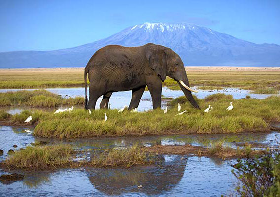 elephant standing in front of Mount Kilimanjaro in Africa
