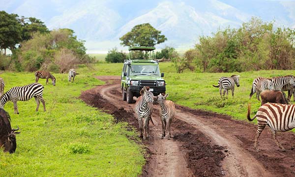 Cost of a Safari in Tanzania herd of zebra and a jeep on a safari in Tanzania