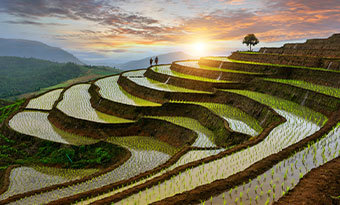 Pa Pong Peang rice terrace in Northern Thailand rice terraces in northern Thailand