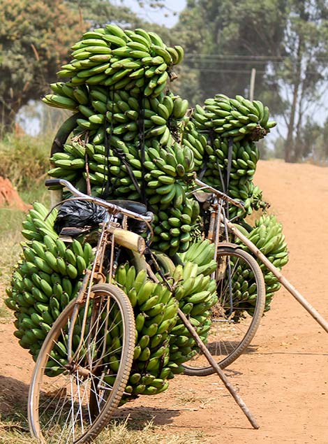 Bike transporting bananas in Uganda bicycle carrying bananas in uganda